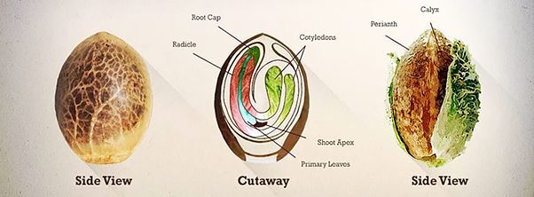 Anatomy of a cannabis seed - Sticky Seeds