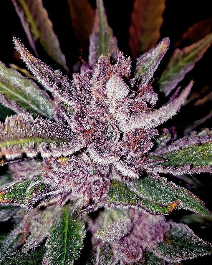 How To Grow Purple Cannabis - Sticky Seeds