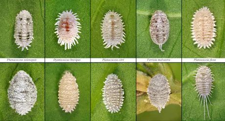 How to Remove Barnacle Scales on Cannabis Plants