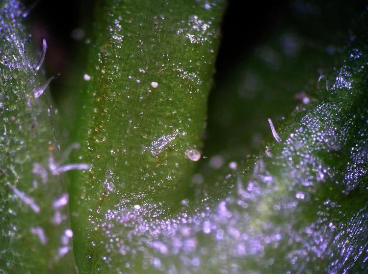 How to Detect & Remove Broad Mites