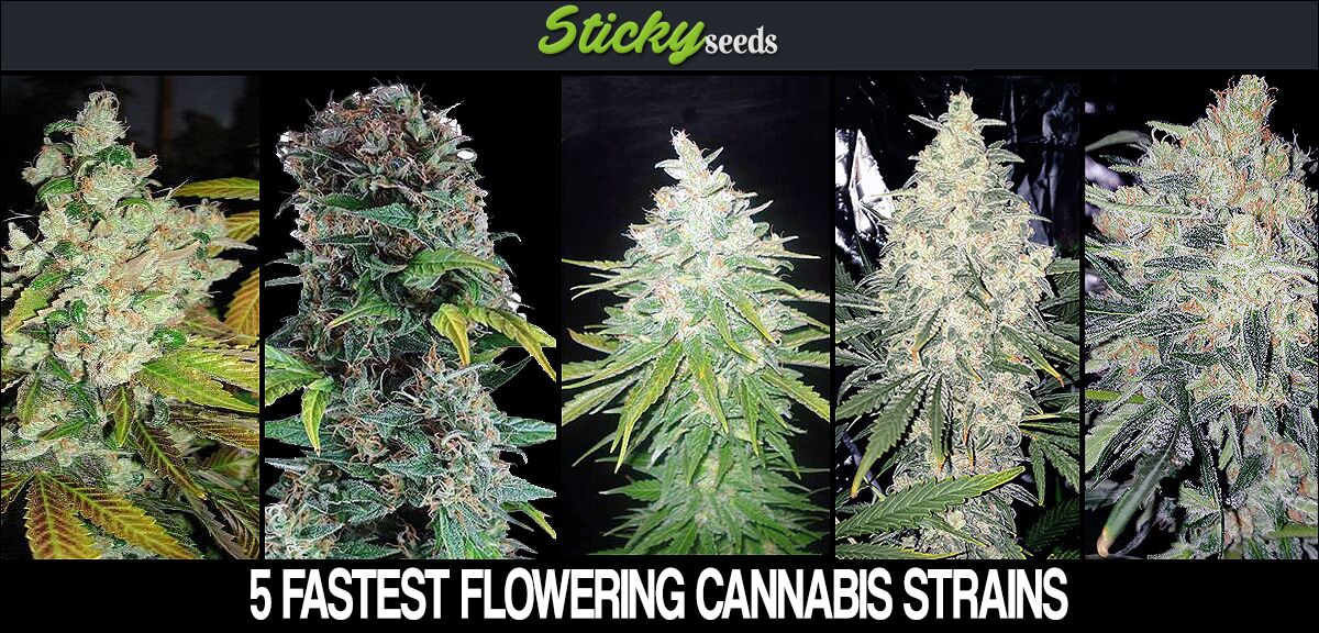 I Tried 5 Fastest Flowering Cannabis Strains (Here's #1)